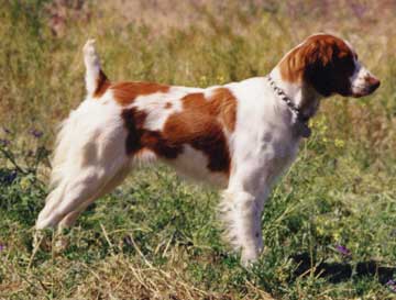 Ataboy's Brittany puppy pointing steady at 5 months