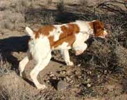 Brittany hunting dog breeders