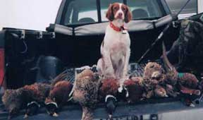 Brittany Hunting Dogs