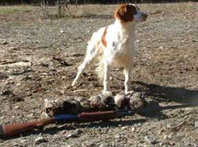 Brittany Hunting Dogs